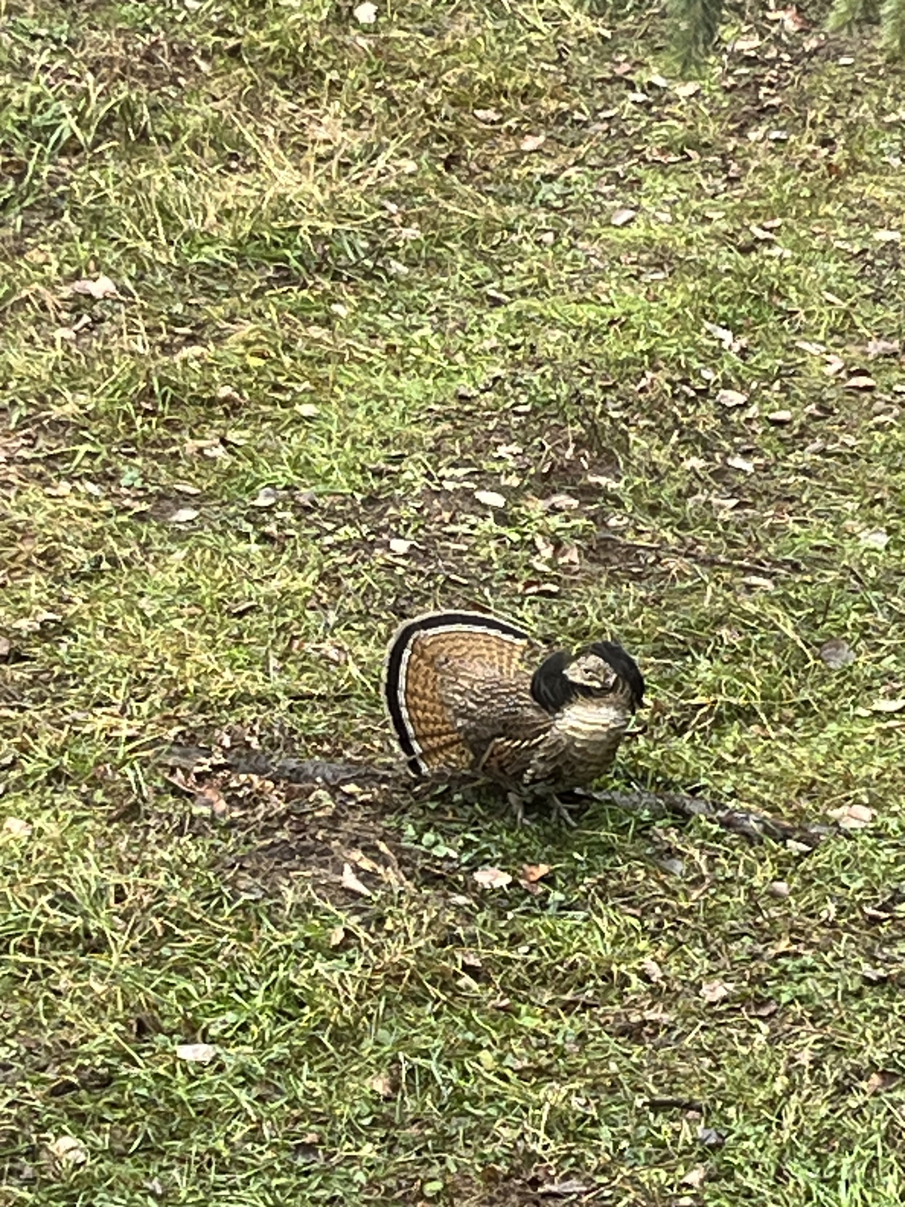 IMG_3713.jpeg
