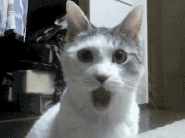 IMG_4362.gif
