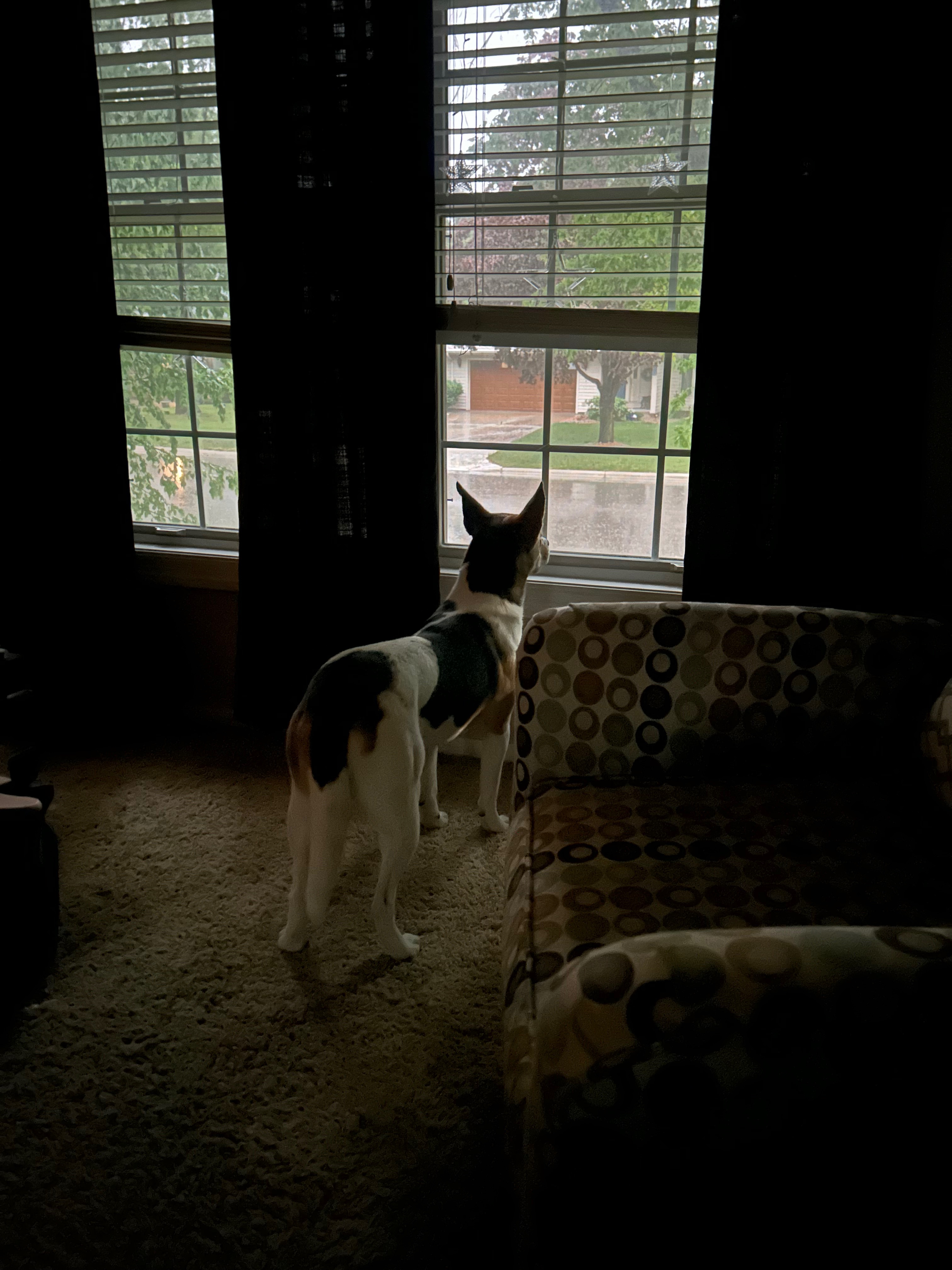 IMG_4931.jpeg