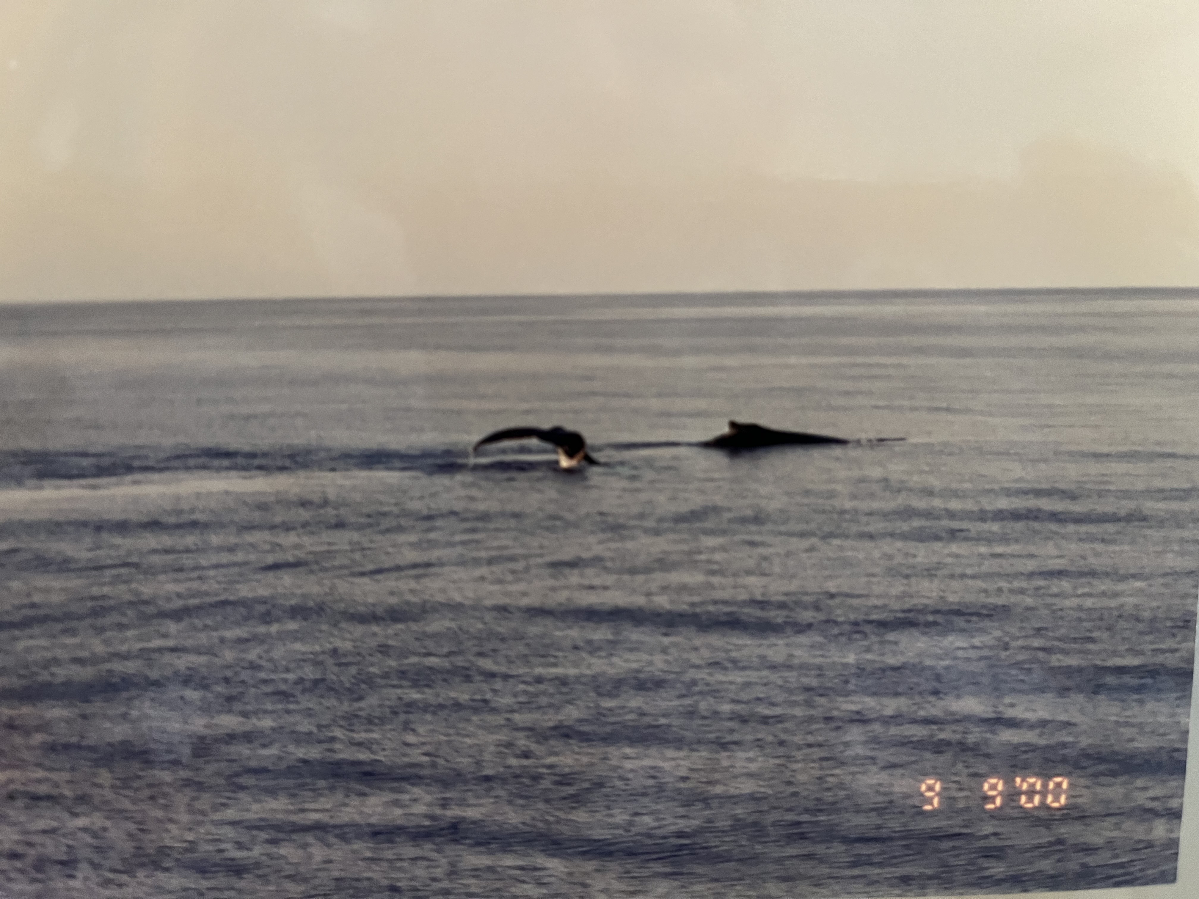 IMG_5442.jpeg