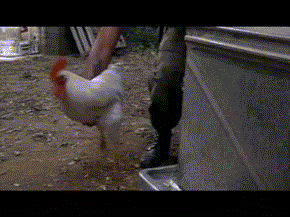 IMG_5515.gif