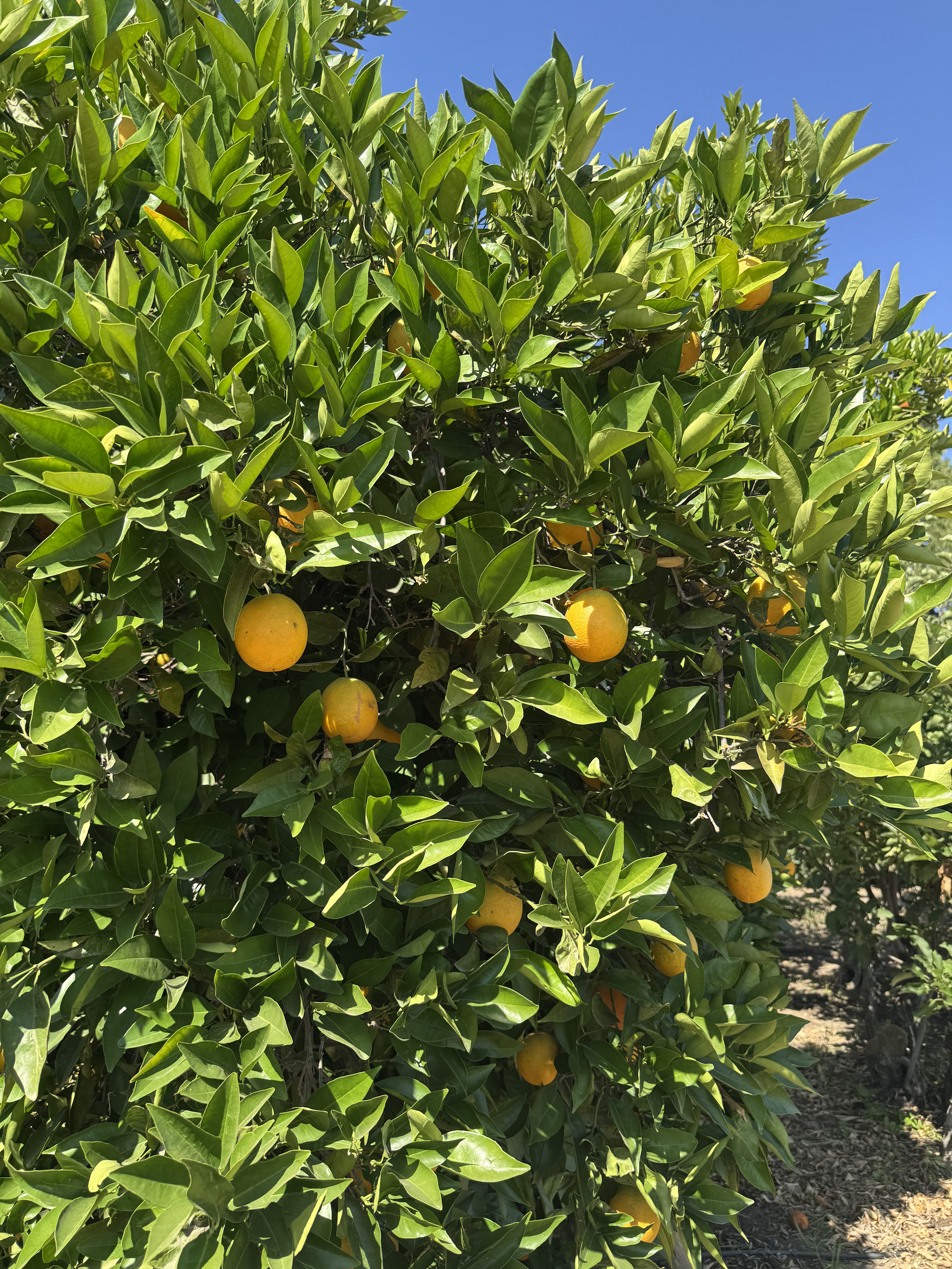 IMG_6412.jpeg