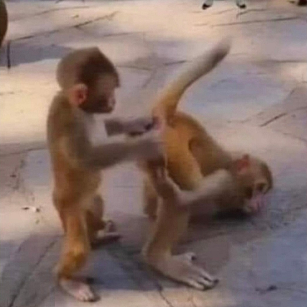 *** Inspection Monkeys.png