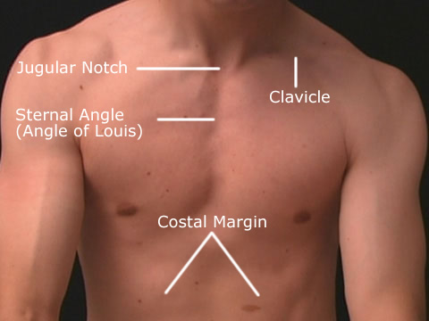 jugular notch.jpeg