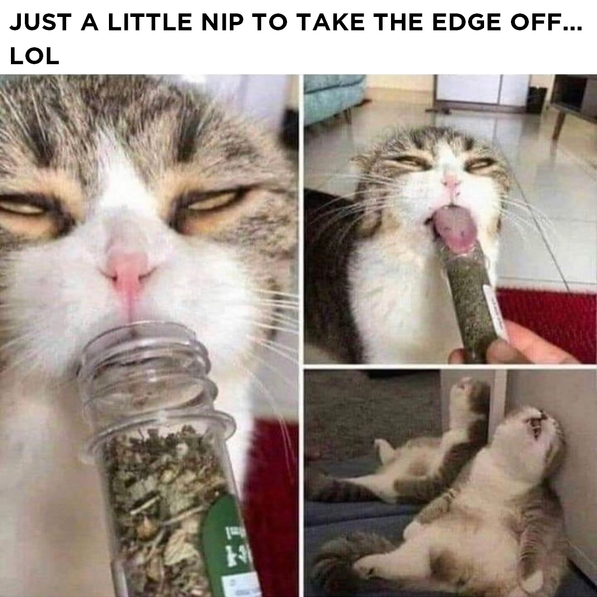 Just a Little Nip to Take the Edge Off - High Cat on Drugs.png