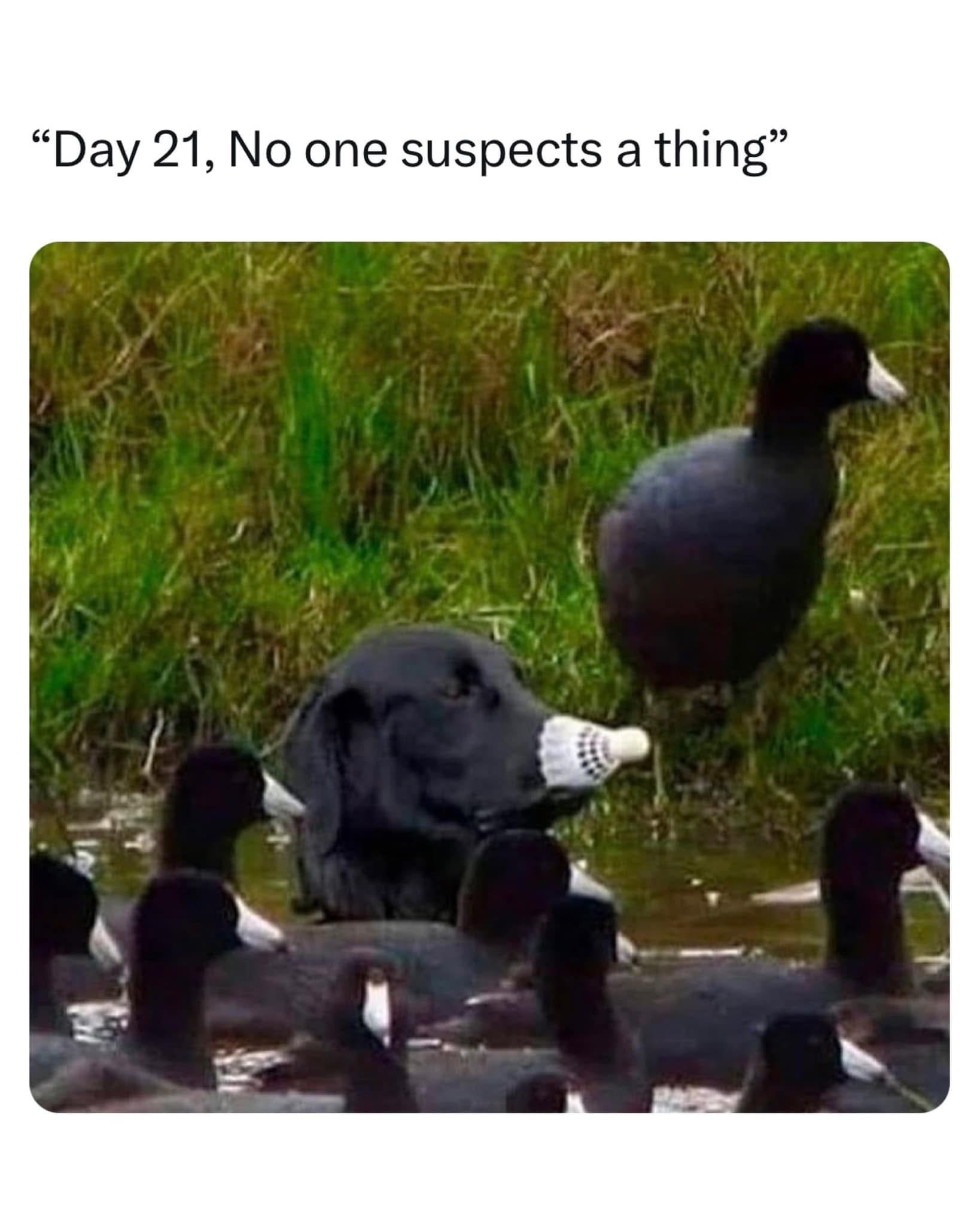 lab_ducklook.jpeg