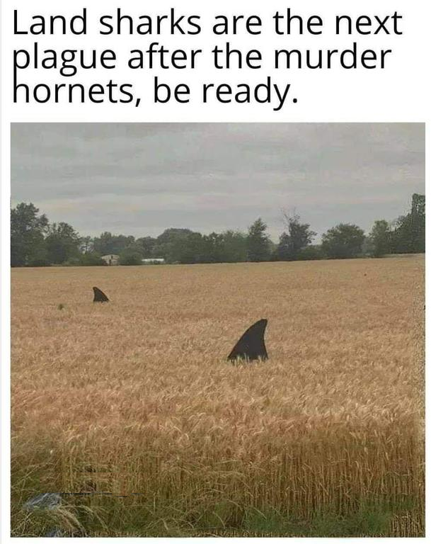 Land Sharks after Murder Hornets.png