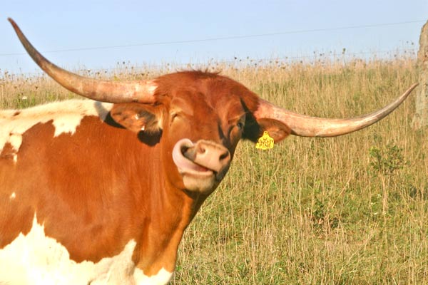 Long horn.jpg