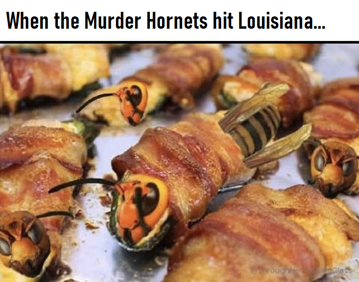 Louisiana Hot Sauce Fried Murder Hornets Wrapped in Bacon.png