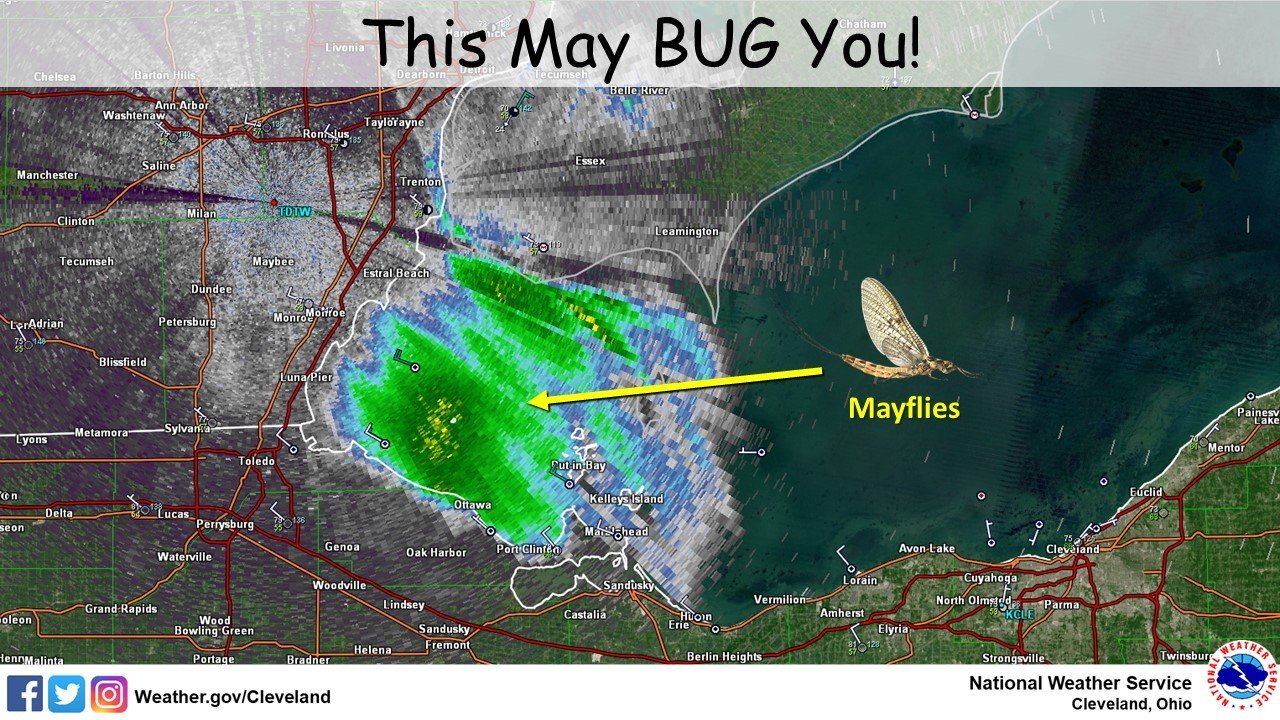 mayflies.jpg