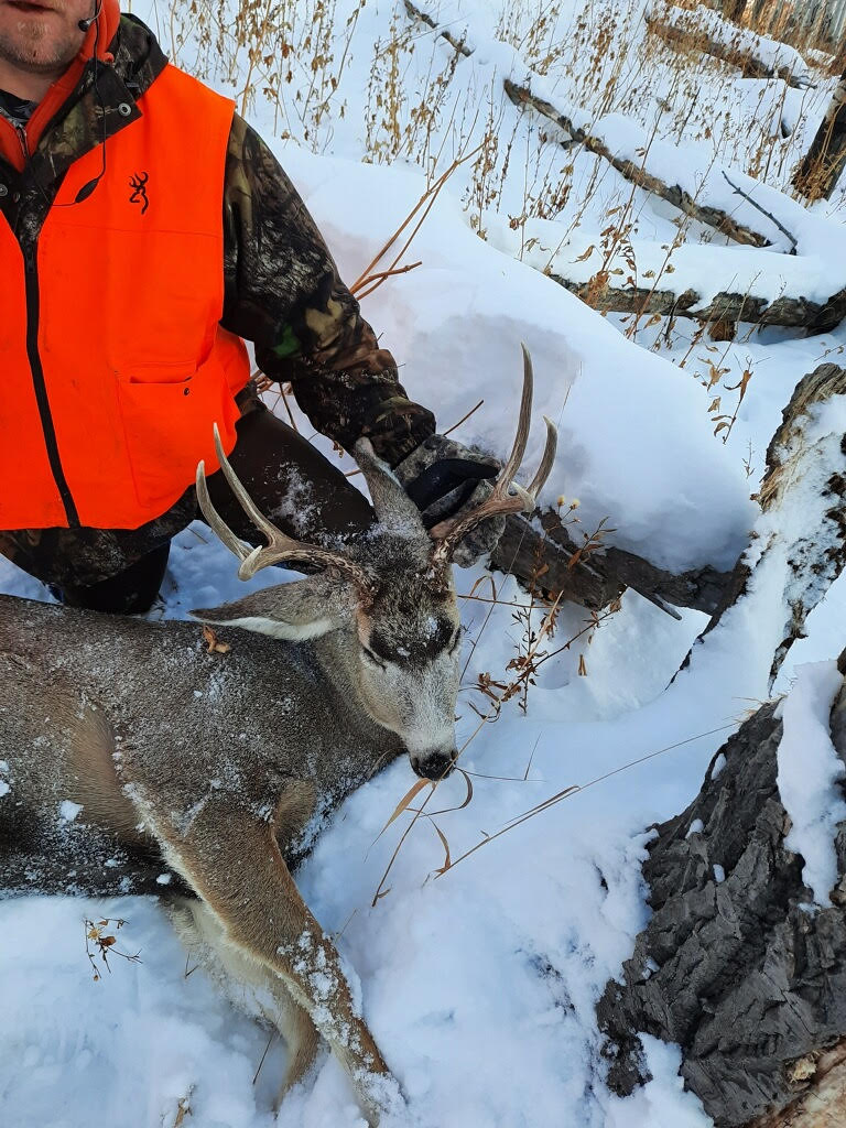 mule deer.jpg