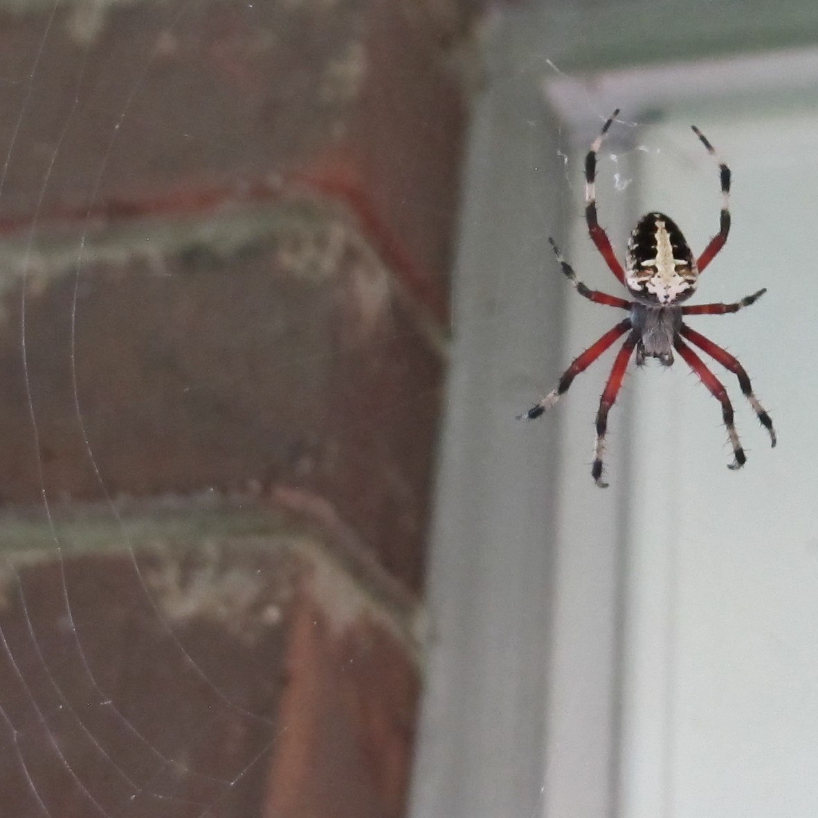 Red-femured Spotted Orbweaver.JPG