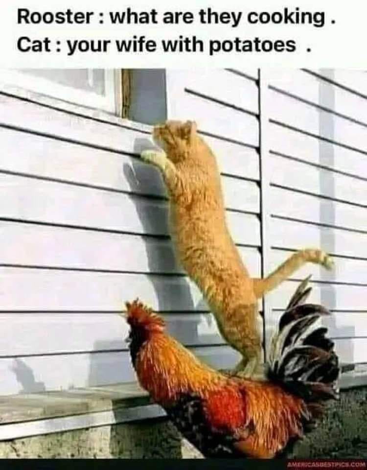 rooster.jpg