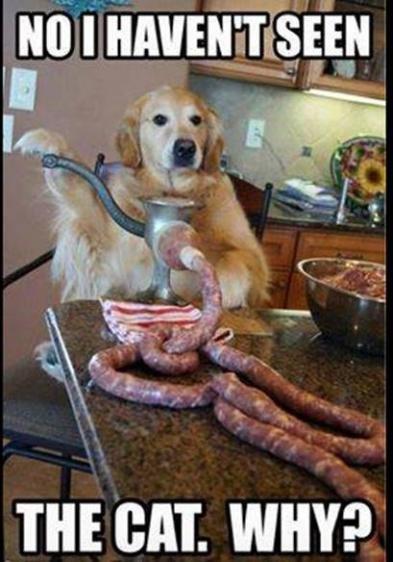 sausage cat.jpgblue.jpg