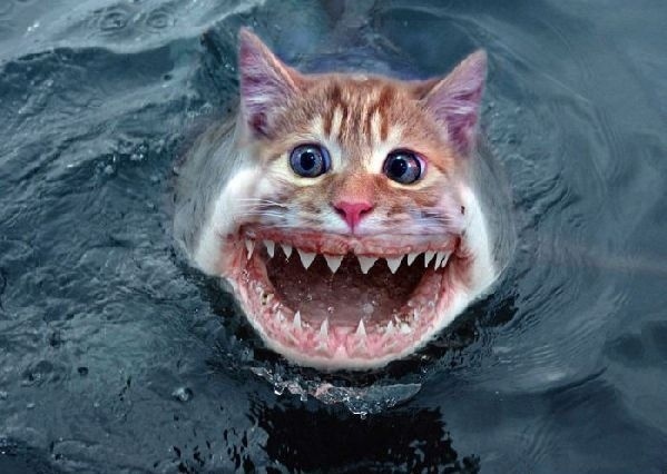Scary Catfish.jpg