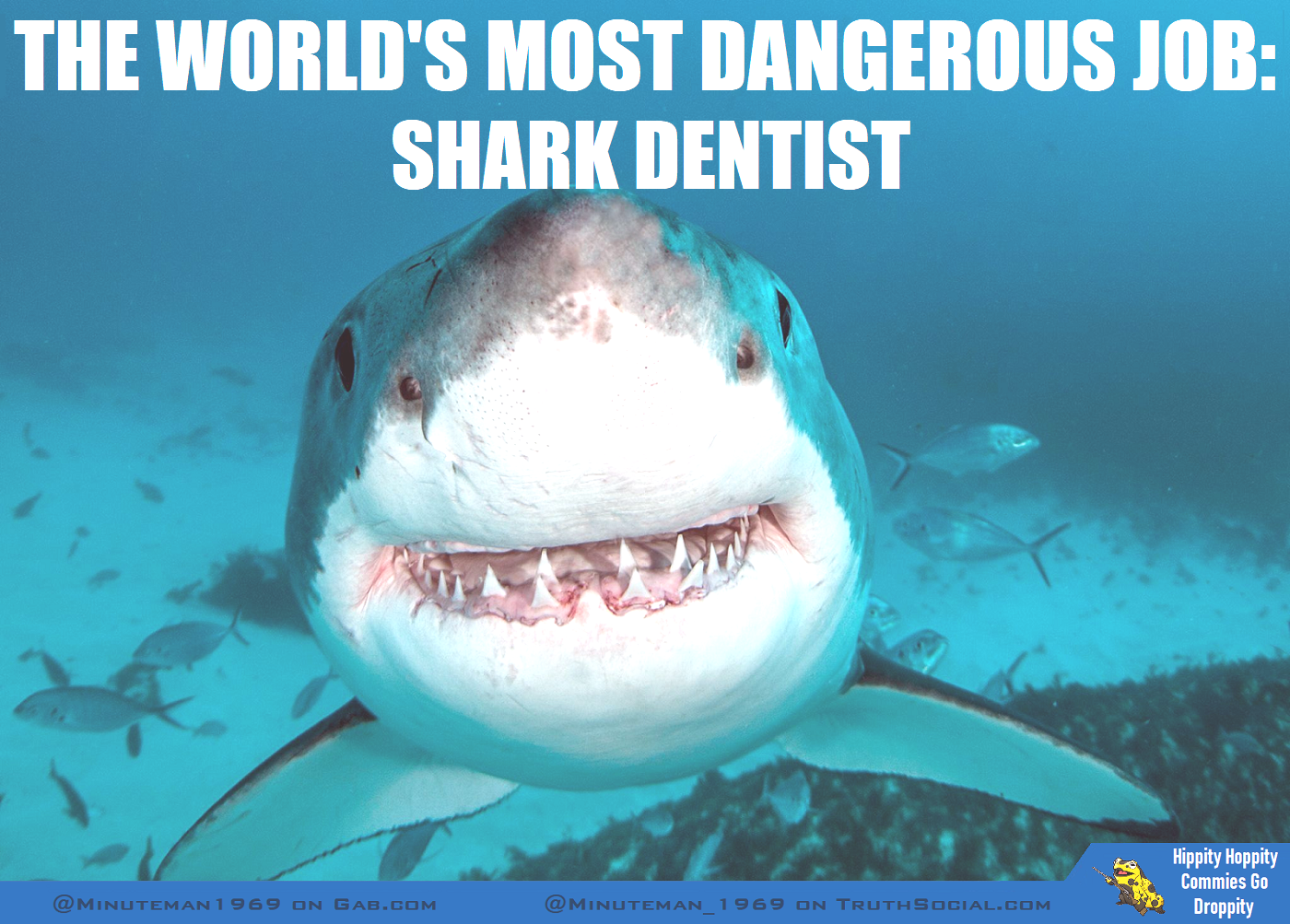 Shark Dentist.png