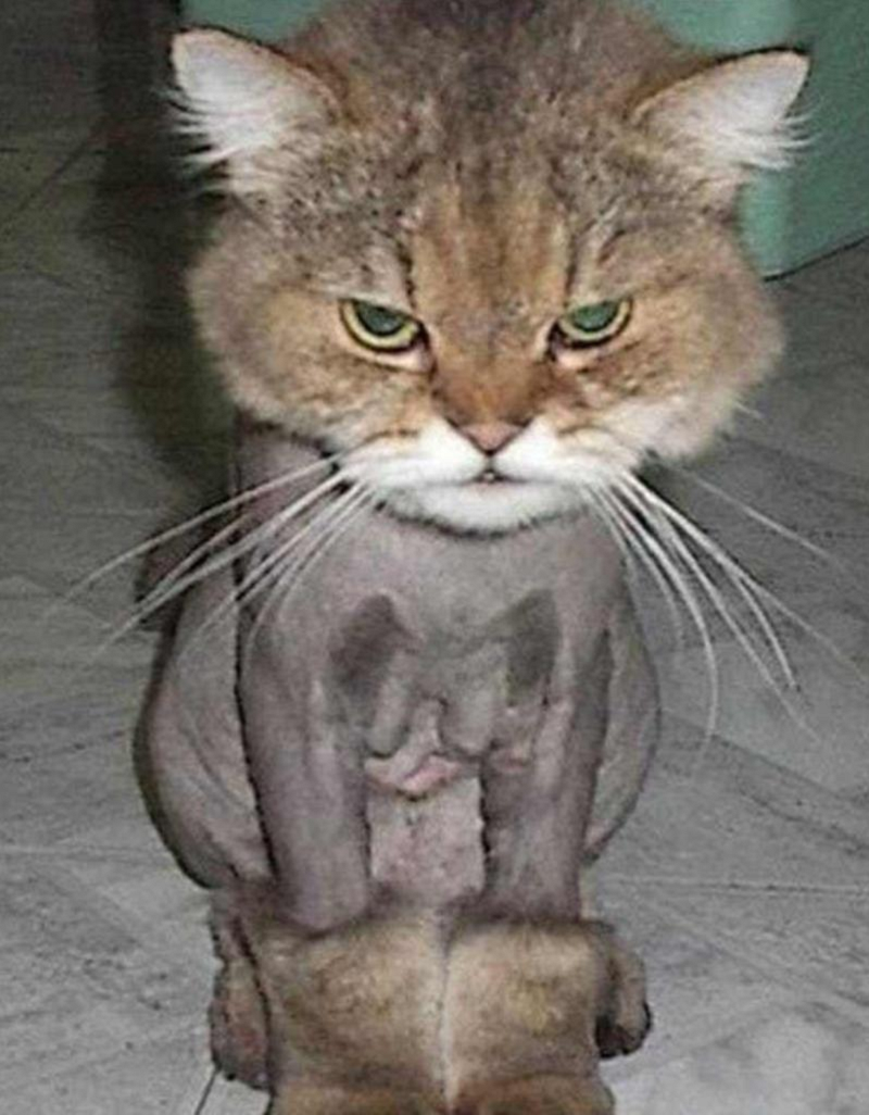 Shaved Puddy Tat.png
