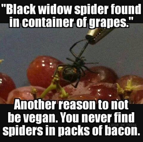 spider.jpg