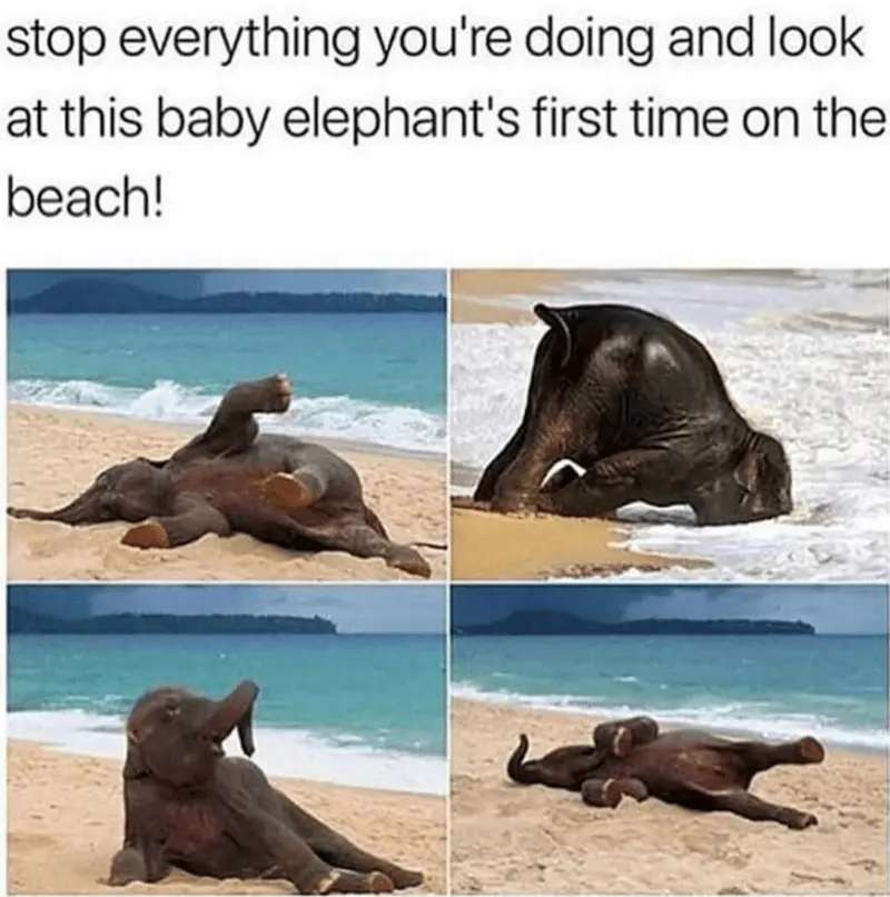 stop-everything-doing-and-look-at-this-baby-elephants-first-time-on-beach.webp