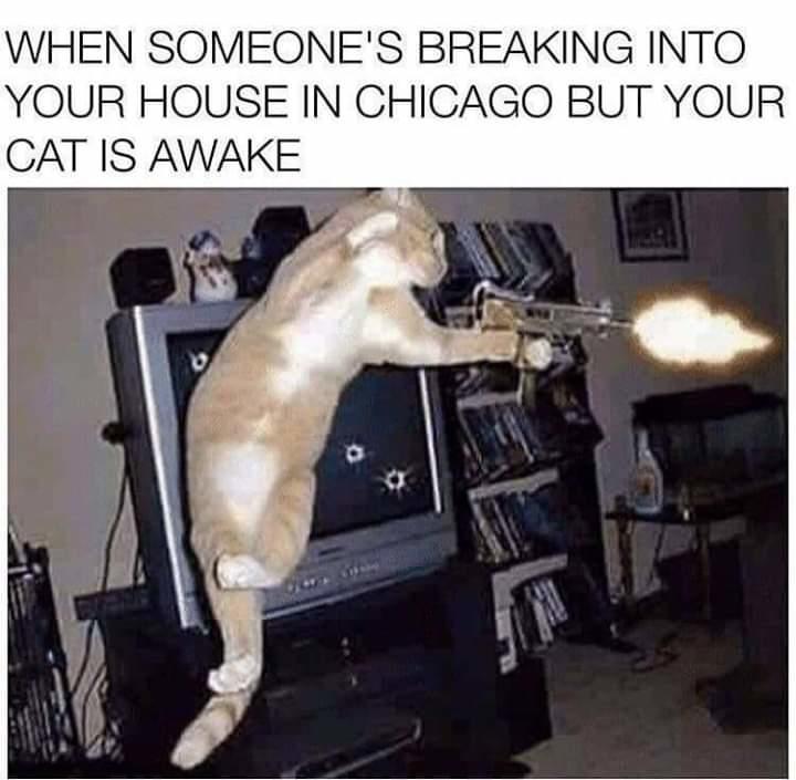 Tacti-cat home robbery response.jpg