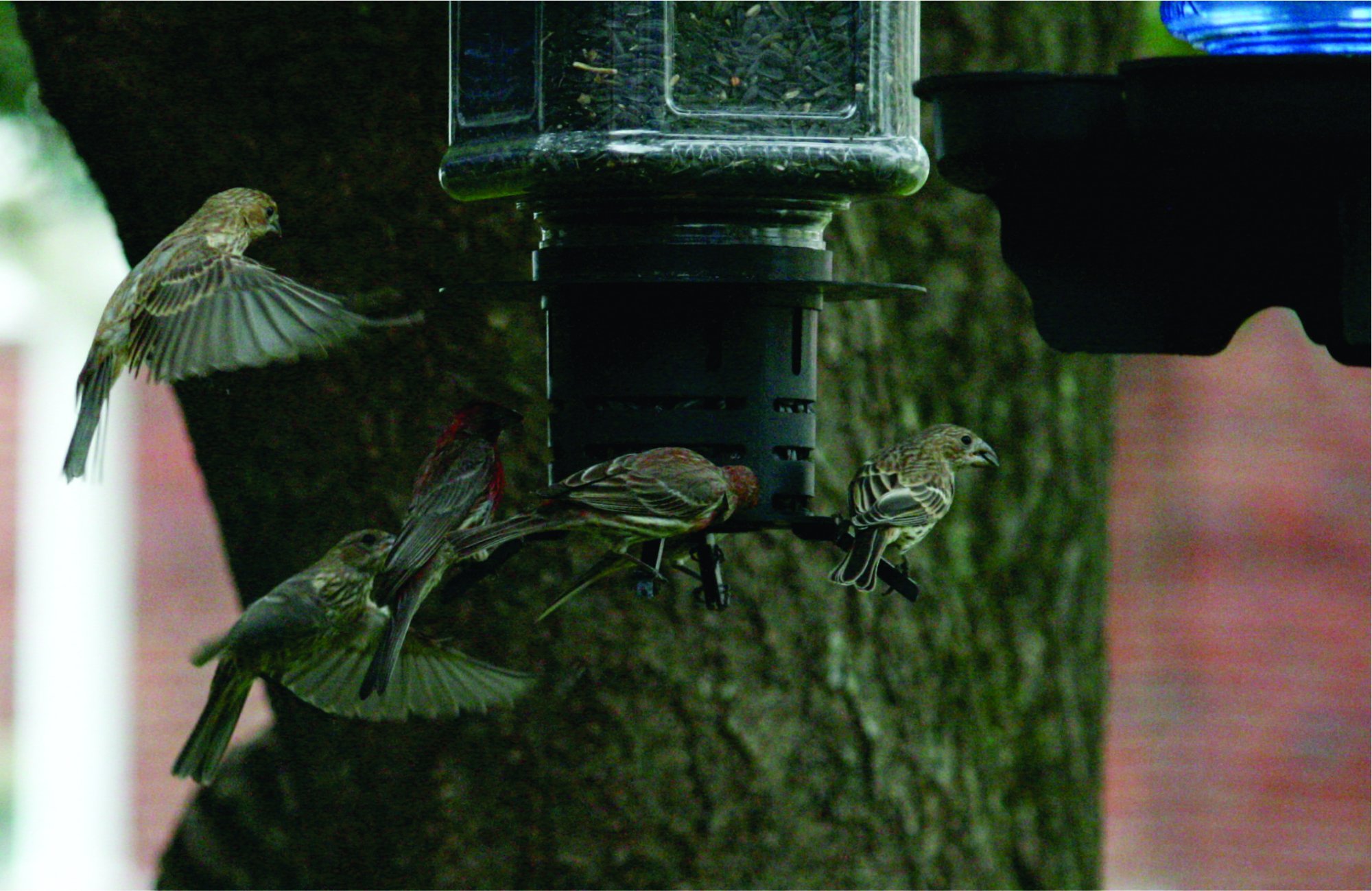 The Birds.jpg
