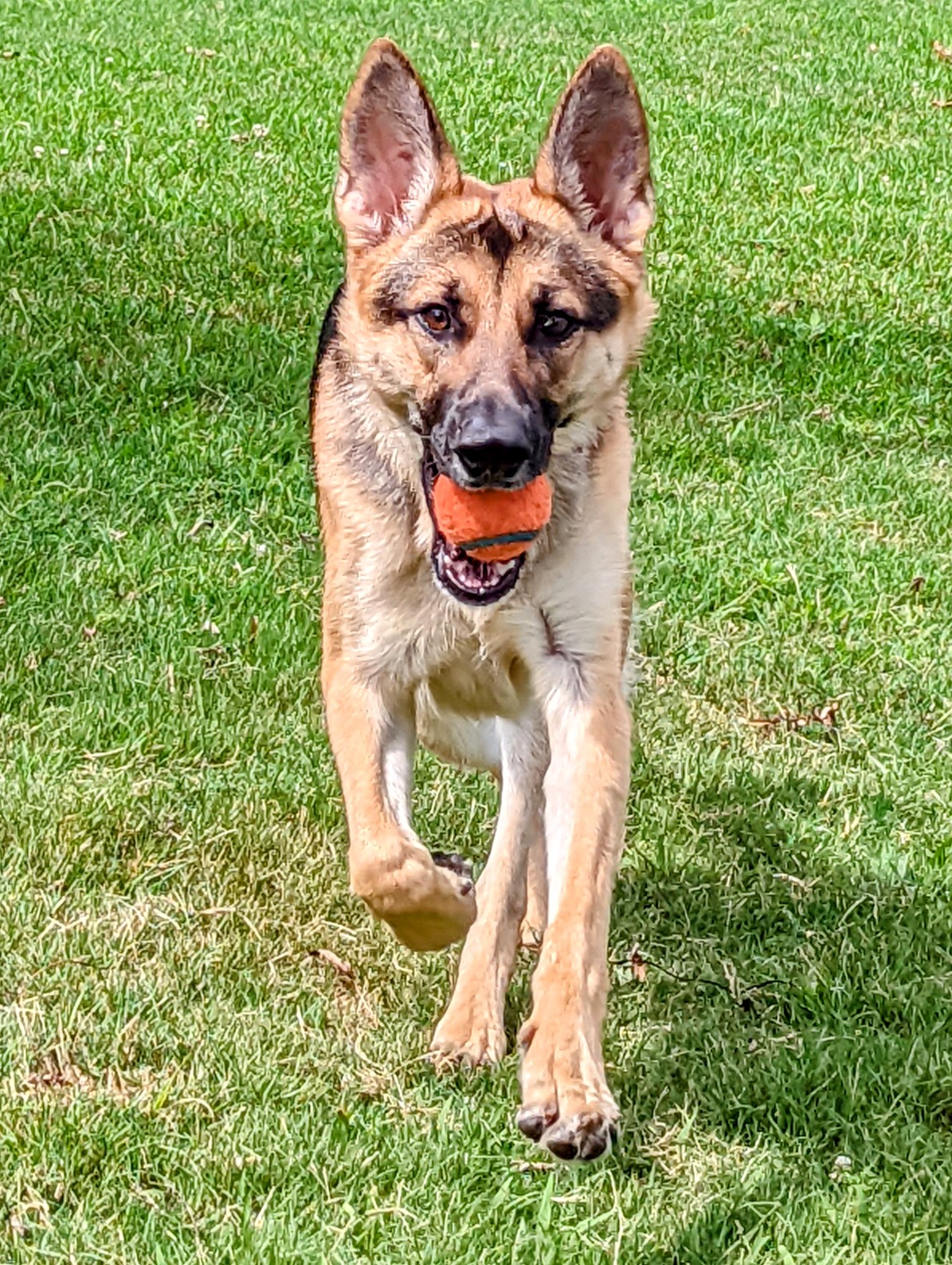 Tika tennis ball 2022.jpg