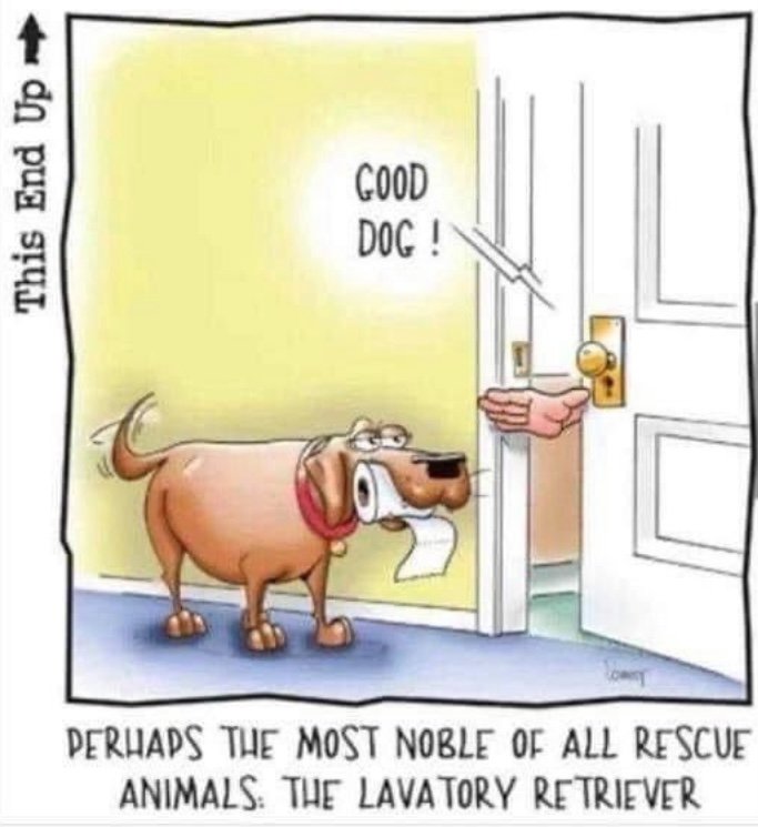 TP DOG.jpeg