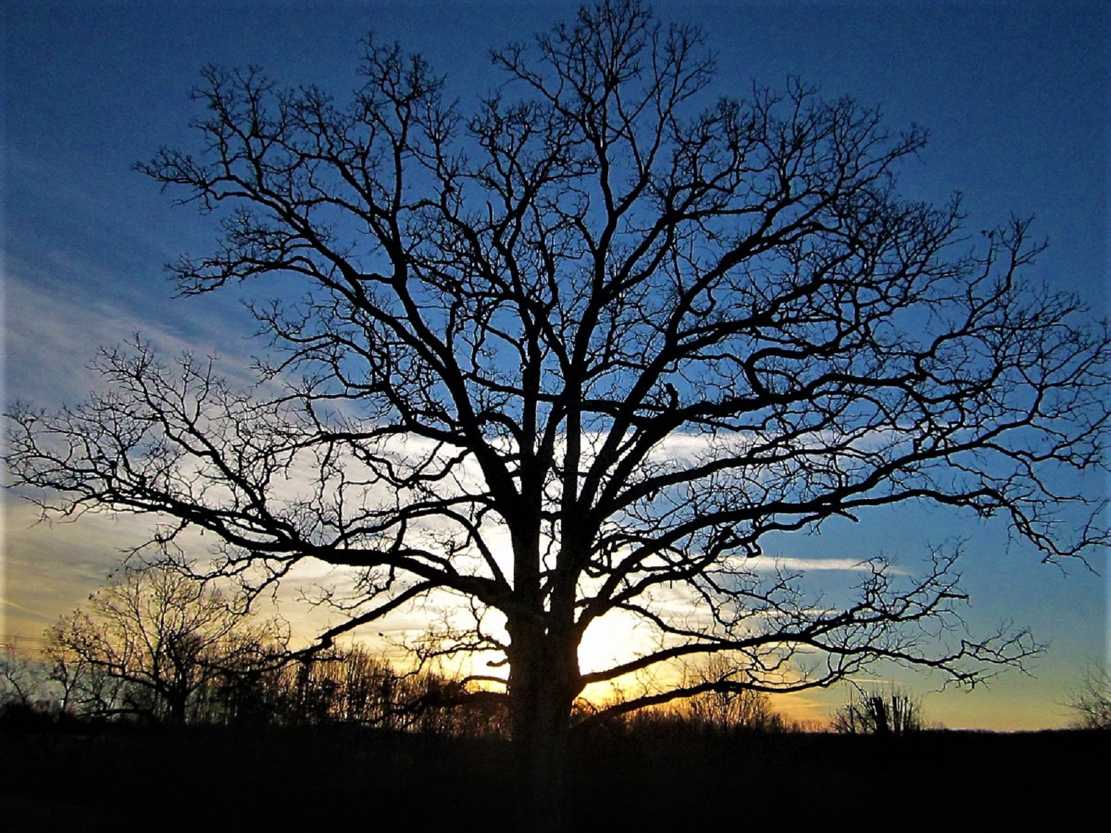 tree.jpg