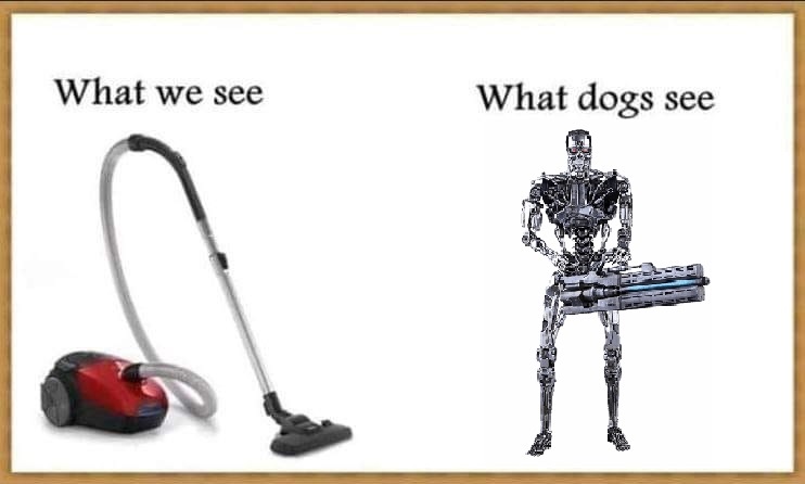 What dogs see terminator.jpg