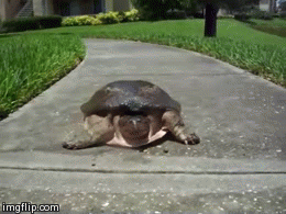Who says turtles slow ANI.gif