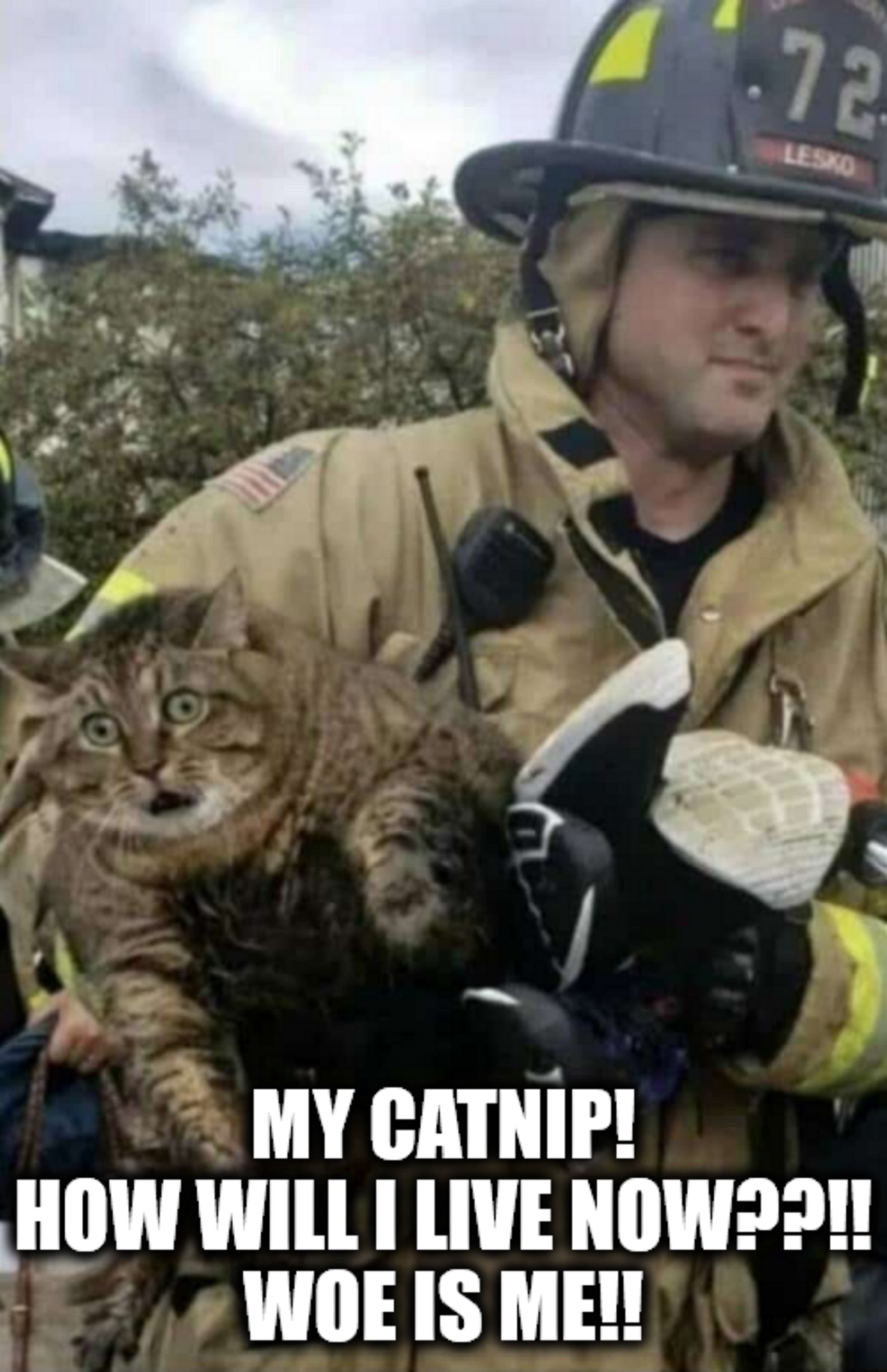 WOE IS ME! - Cat Rescued From Fire Lost Catnip.png