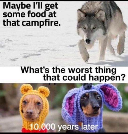 wolftodog.jpg