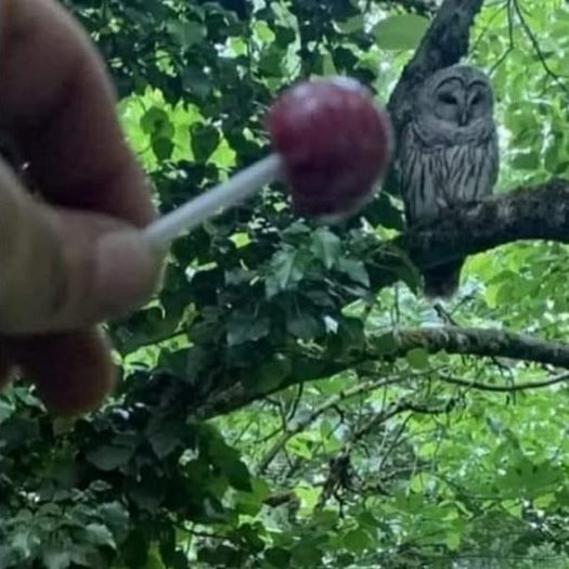 Woodsy the Owl and Tootsie Roll Lollypop.png