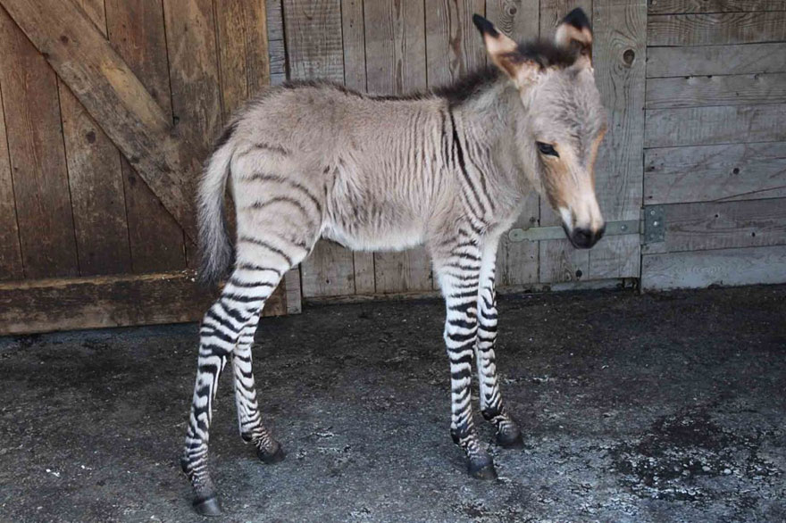 zonkey.jpg