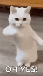 cool-fun.gif