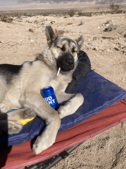 my-emotional-support-dog-after-one-day-with-me-v0-gxvd252j86b91.png