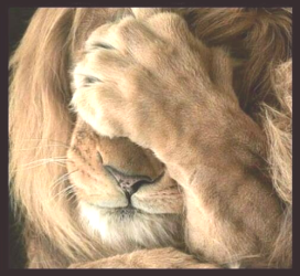 Lion Facepalm.png