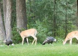 TURKEY & DEER SMALL.jpg