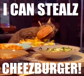 WTCat - I Can Stealz Cheezburger 500p.png