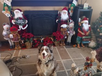 Taz at Xmas.jpg