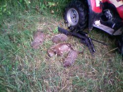 hog hunt 6 22 11  4 hogs.jpg