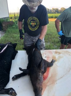 Hogs 8-31-18.jpg