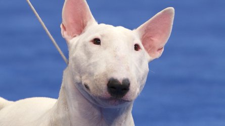 nbc_dog_terrier_whitebullterrier_211123.jpg