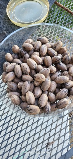 pecans 2023.jpg
