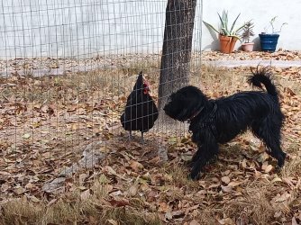Rosie and the chicken.jpg