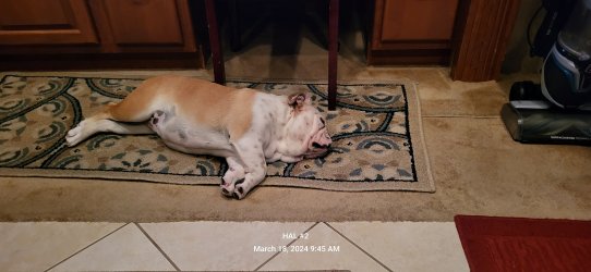 Shelby (11).jpg