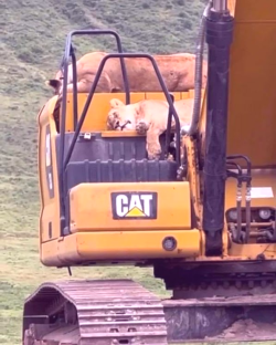 CAT Diesel Lions.png
