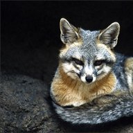 Grayfox