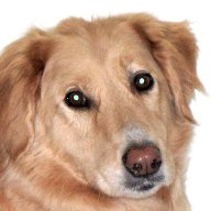 DesmoDog