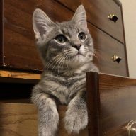 Mr. Blue